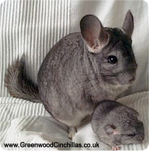 greenwood chinchillas