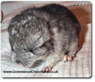 Kit born with closed eyes