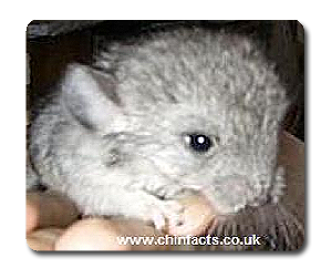 greenwood chinchillas