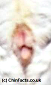 Chinchilla Female