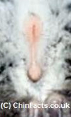 Chinchilla Male