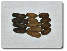 Chinchilla Droppings