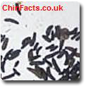 Small Chinchilla Droppings